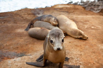 seals on the beach La Jolla California 