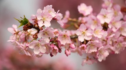 Flowers in spring series: Blossoms of Cherry flowers in small clusters on a cherry tree branch in breeze, close up view, 4K movie, slow motion.	