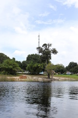 florest Amazonic Brazil