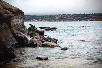seals on the beach La Jolla California 