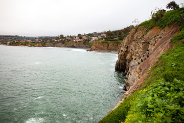 la jolla cliffs in the morning 