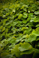 green leafs with dew