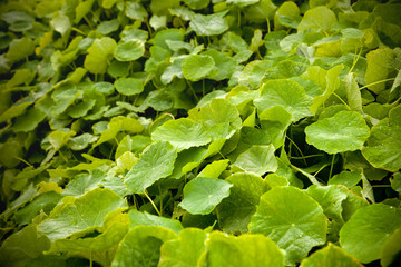 green leafs with dew