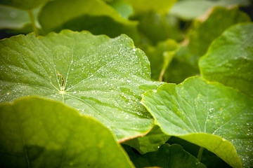 green leafs with dew