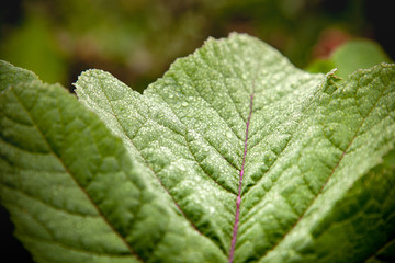 green leafs with dew