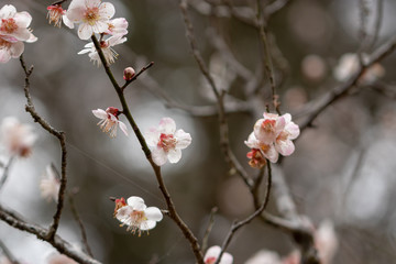 White plum blossoms, Narita city, Chiba Prefecture, Japan