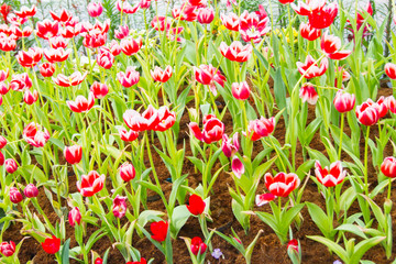 the tulip river in the  park
