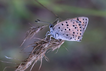 butterfly on leaf