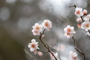 White plum blossoms, Narita city, Chiba Prefecture, Japan