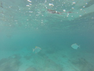 Naklejka premium snorkeling seychelles