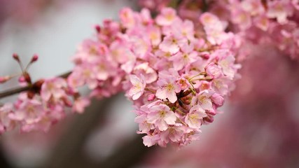 Flowers in spring series: Blossoms of Cherry flowers in small clusters on a cherry tree branch in breeze, close up view, 4K movie, slow motion.	