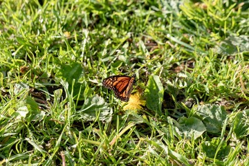 monarch butterfly in the grass