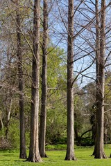 Fototapeta premium trees in park