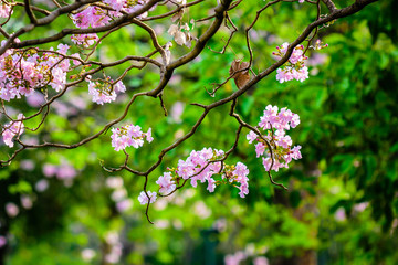 pink flowers in garden