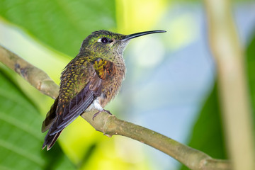 Fototapeta na wymiar Female Booted Racket-tail Humming Bird (Ocreatus underwoodii), Tandayapa Area, Ecuador