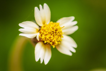 Fototapeta premium closeup of white flower