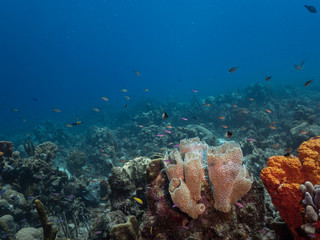 Seascape of coral reef in the Caribbean Sea around Curacao at dive site Grote Knip with various...
