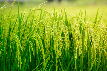Rice in the field