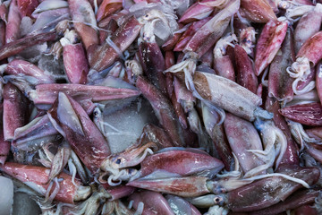 Fresh squid for sale on the market.