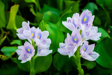 Flowers in the garden