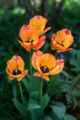 Obraz na płótnie Canvas Red and orange tulips in the garden