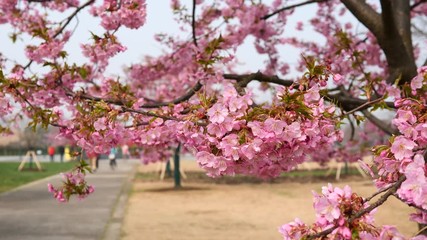 Flowers in spring series: Blossoms of Cherry flowers in small clusters on a cherry tree branch in breeze, with defocused walking tourists background, 4K movie, slow motion.