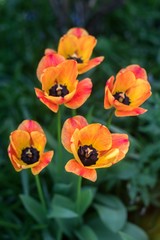 Red and orange tulips in the garden