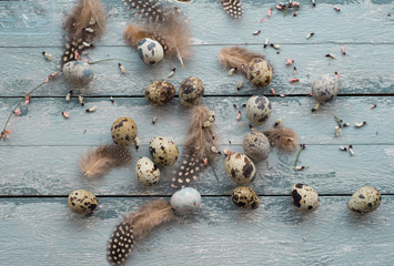 Easter background, quail eggs, feathers and yellow chrysanthemum over wooden background
