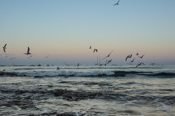 seagulls over the ocean 