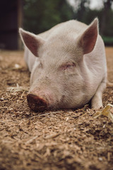 Happy pig sleeping