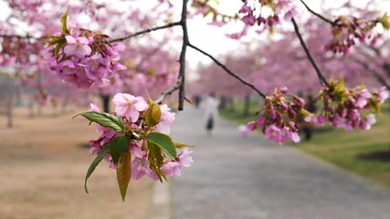 Flowers in spring series: Blossoms of Cherry flowers in small clusters on a cherry tree branch in breeze, with defocused walking tourists background, 4K movie, slow motion.