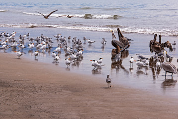 Seabirds on an ocean shore