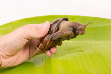 Snail with hand with  banana leaf isolated on white background