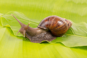 snail on the green leaf