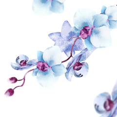 Fototapeta na wymiar Blue Orchid