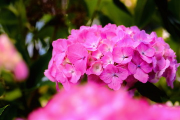 美しいピンクの紫陽花