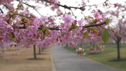 Flowers in spring series: Blossoms of Cherry flowers in small clusters on a cherry tree branch in breeze, close up view, 4K movie, slow motion.	