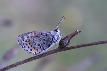 butterfly on a flower