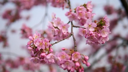 Flowers in spring series: Blossoms of Cherry flowers in small clusters on a cherry tree branch in breeze, close up view, 4K movie, slow motion.	