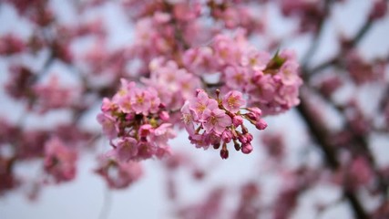 Flowers in spring series: Blossoms of Cherry flowers in small clusters on a cherry tree branch in breeze, close up view, 4K movie, slow motion.	