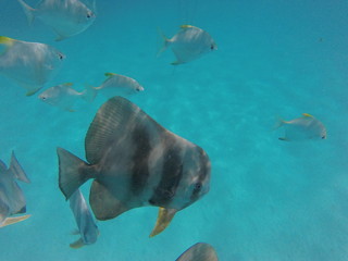 snorkeling seychelles
