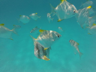 Naklejka premium snorkeling seychelles