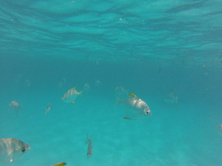 snorkeling seychelles