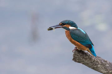 Martin Pescatore con pesce.