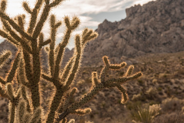 tree in Mojave desert