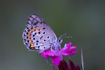 butterfly,
