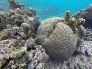 seychelles snorkeling