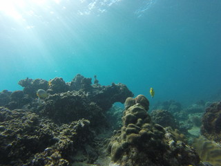 Fototapeta na wymiar seychelles snorkeling