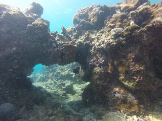 Naklejka na ściany i meble seychelles snorkeling