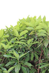 green leaves of plant
